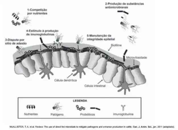 Na figura são apresentados cinco diferentes mecanismos de exclusão de patógenos pela ação dos probióticos no intestino de um animal.