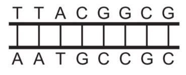 Qual dos segmentos de DNA será o primeiro a desnaturar totalmente durante o aumento da temperatura na reação de PCR? 