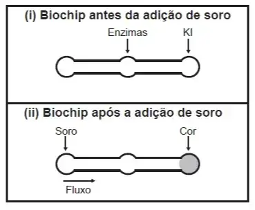 O teste é simples e consiste em duas reações sequenciais na superfície do biochip, entre a amostra de soro sanguíneo do paciente, enzimas específicas e reagente (iodeto de potássio, KI), conforme mostrado na imagem.