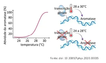 A expressão gênica e a atividade dessa enzima nas gônadas são dependentes da temperatura, conforme indicado na figura