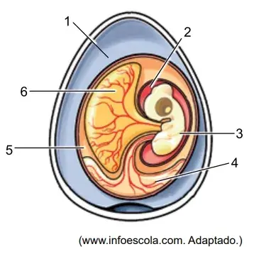 A imagem representa as estruturas internas de um ovo embrionado de galinha  