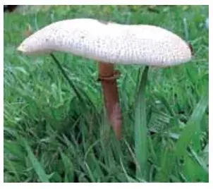  A imagem mostra um cogumelo que cresceu em meio ao gramado do jardim de uma residência 