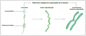 Divisão Celular - Biologia Enem