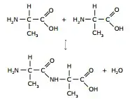 As proteínas são polímeros naturais formados por uma série de aminoácidos unidos por intermédio de uma ligação química que ocorre entre o grupo carboxila de um aminoácido e o grupo amino de outro